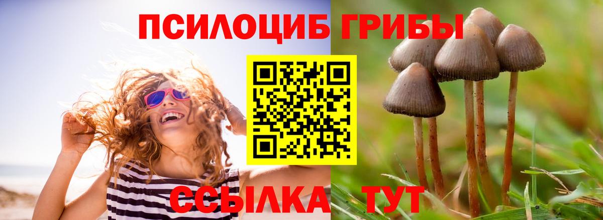 Галлюциногенные грибы Psilocybine cubensis  Вход с VPN  Галлюциногенные грибы Cubensis  Будённовск 